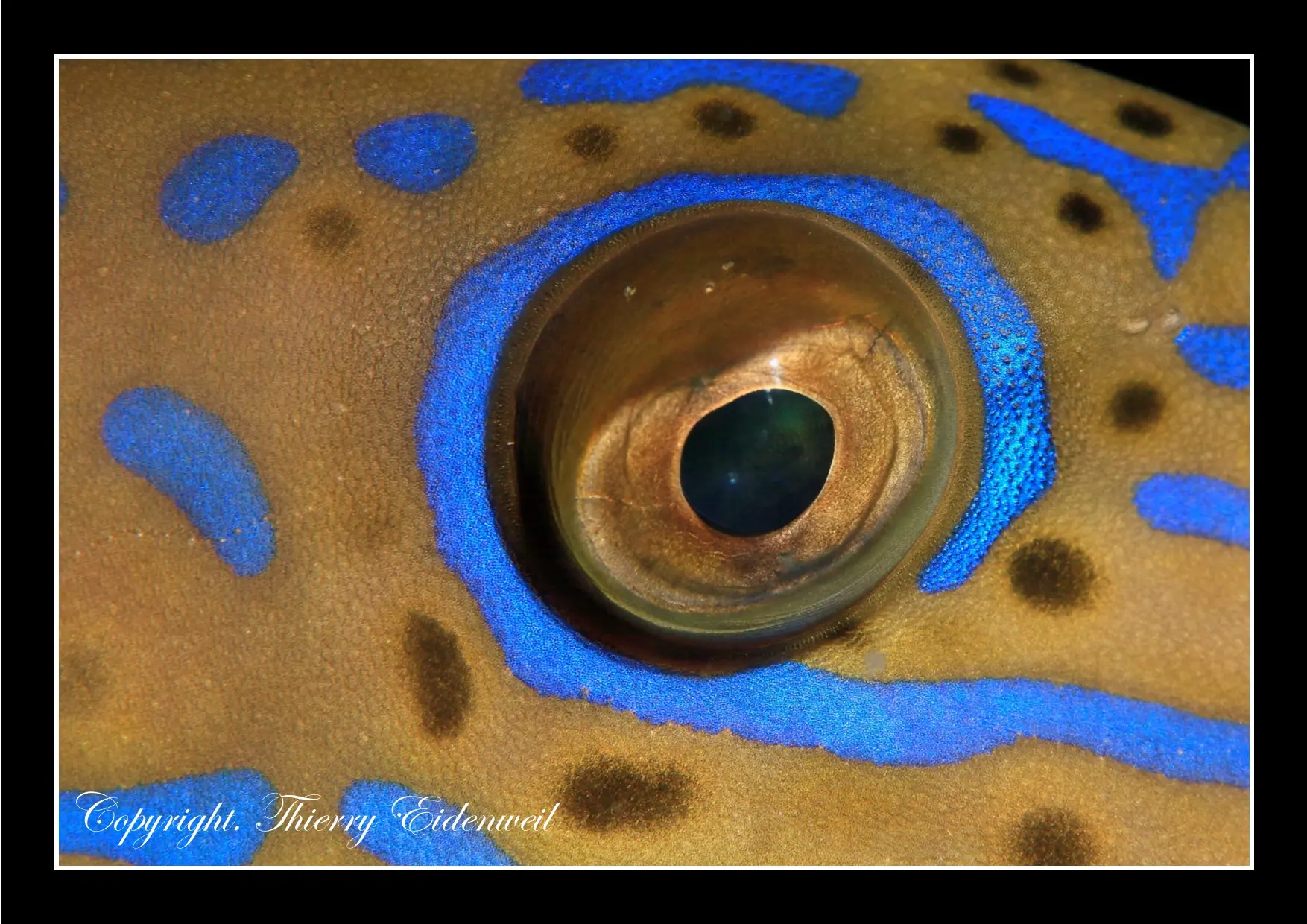 Anilao Macro Dive Media Highlight